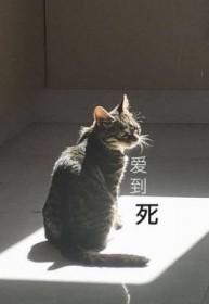 爱到死 电视剧