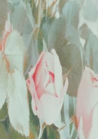 谁去拯救谁?【百合 np】 谁去拯救谁?【百合 np】